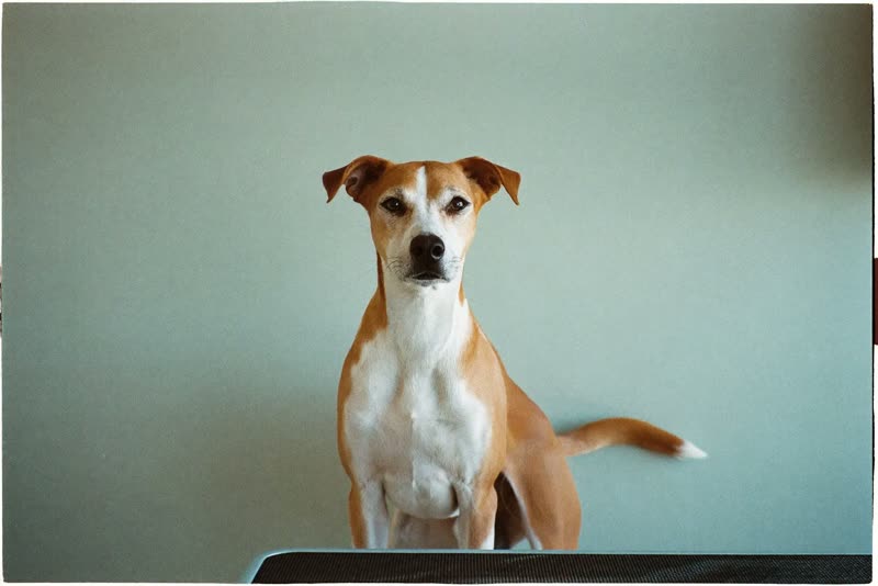 A dog standing calmly at the grooming table