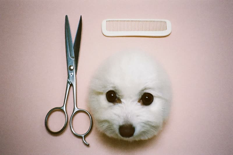 Grooming scissors and a comb on a plain surface