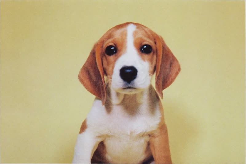 A puppy sitting on a plain backdrop