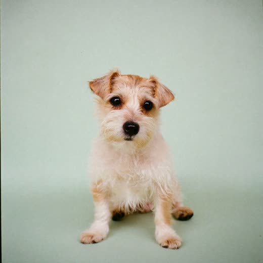 A small dog after a full bath and blow-dry