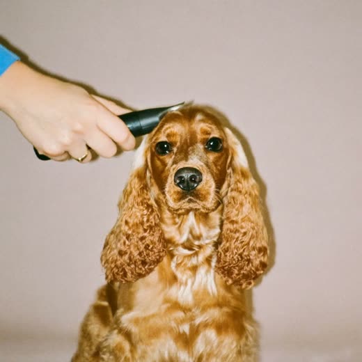 A spaniel having its coat clipped