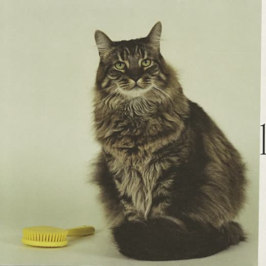 A long-haired cat with a freshly brushed coat