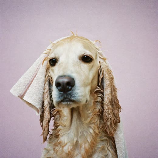 A wet dog being towel-dried after a wash